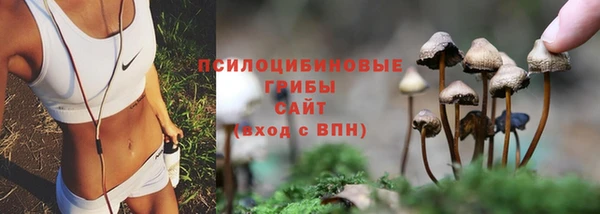 индика Бородино